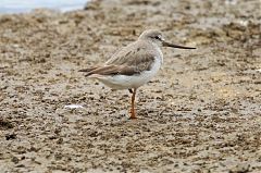 Terek Sandpiper